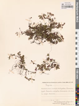 MAG 0019769