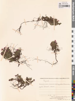 MAG 0019777