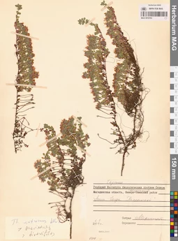MAG 0019793