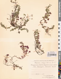 MAG 0019781