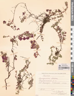 MAG 0019783
