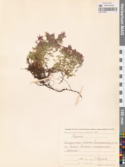 MAG 0019800