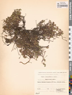 MAG 0019801