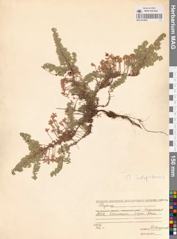 MAG 0019803