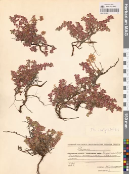 MAG 0019804
