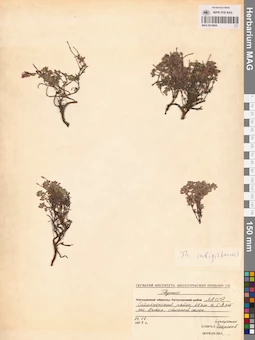 MAG 0019805