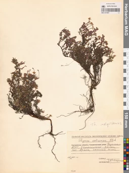 MAG 0019807