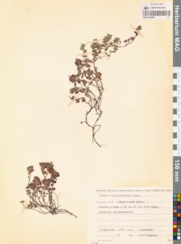 MAG 0019809