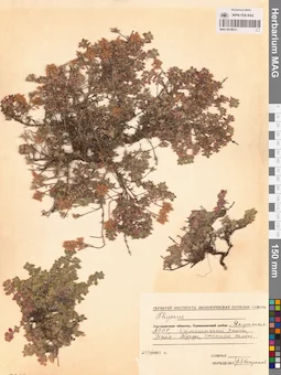 MAG 0019813