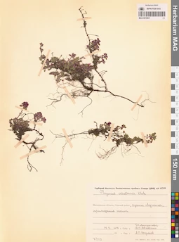 MAG 0019831