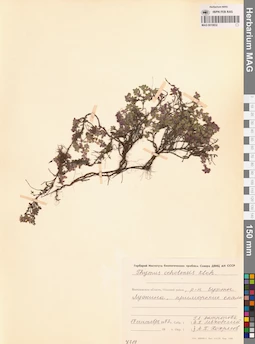 MAG 0019832