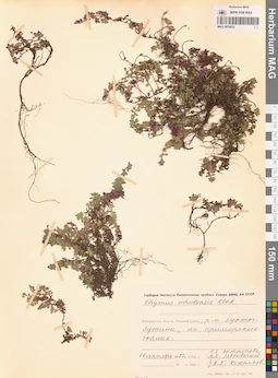 MAG 0019833
