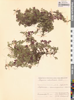 MAG 0019834