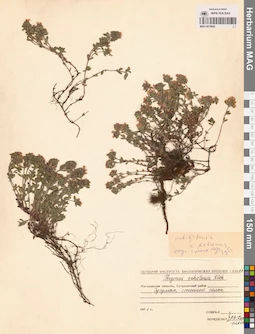 MAG 0019842