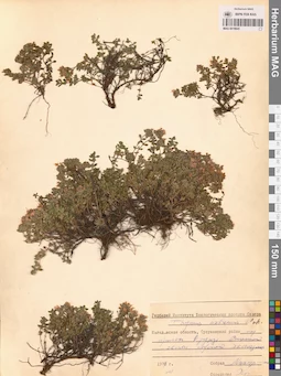 MAG 0019845