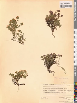 MAG 0019846