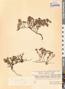 MAG 0019856