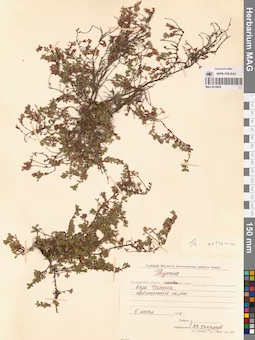 MAG 0019859