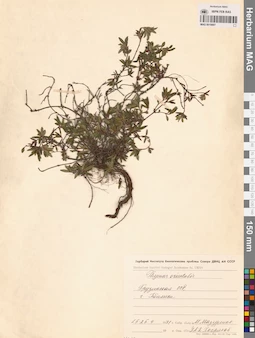 MAG 0019887