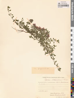MAG 0019875
