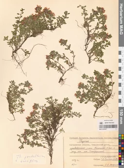 MAG 0019877