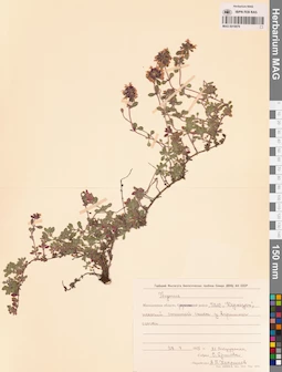 MAG 0019879