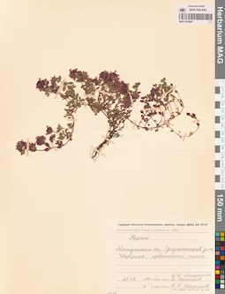 MAG 0019881
