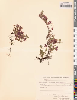 MAG 0019890