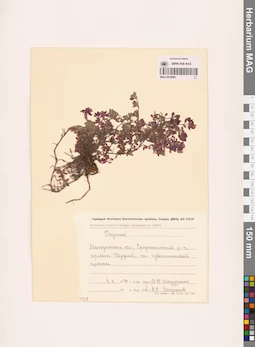 MAG 0019891