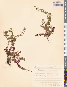 MAG 0019893