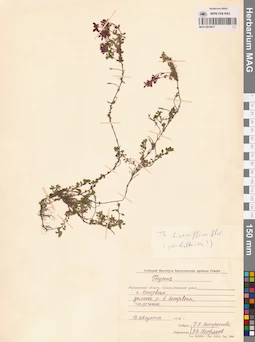 MAG 0019917