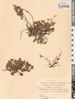 MAG 0019932