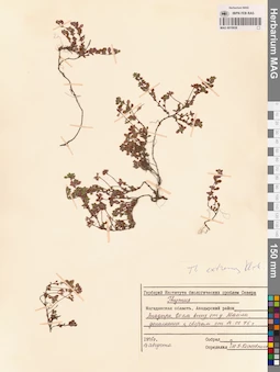 MAG 0019936