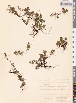 MAG 0019948
