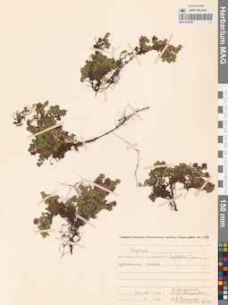 MAG 0019949