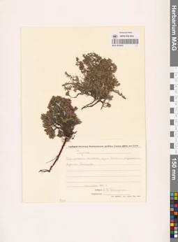 MAG 0019953