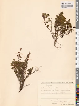 MAG 0019954