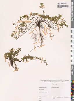 MAG 0019956