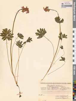 MAG 0002038