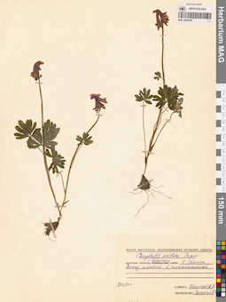 MAG 0002040