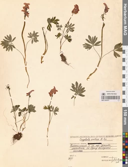 MAG 0002051