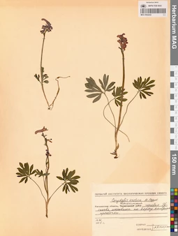 MAG 0002052