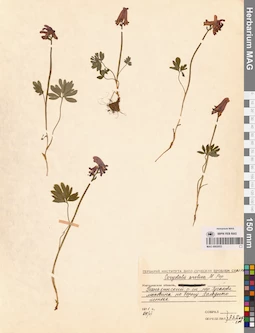 MAG 0002053