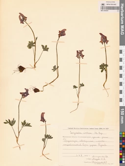 MAG 0002061