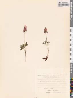 MAG 0002074