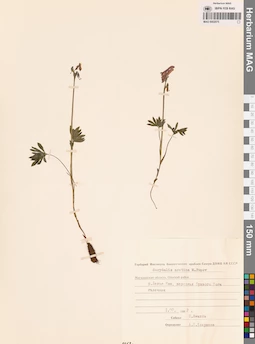 MAG 0002075
