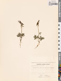 MAG 0002077