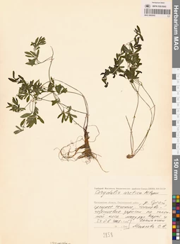 MAG 0002045