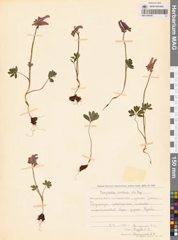 MAG 0002062
