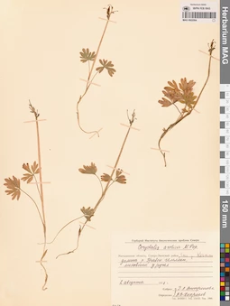 MAG 0002084